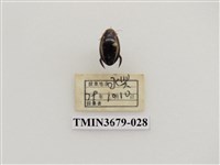 藏品(龍蝨、牙蟲)的圖片